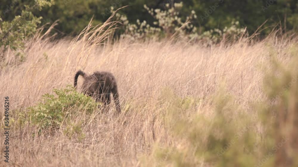 Chacma baboon monkey digging roots with hands in african savannah. Chacma baboon monkey digging roots with hands in african savannah.