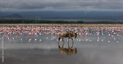 Wildebeest crossing the amboseli marshes photo