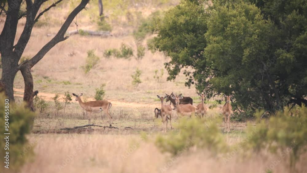 Baboon monkeys walking in african savannah past impala antelopes. Baboon monkeys walking in african savannah past impala antelopes.