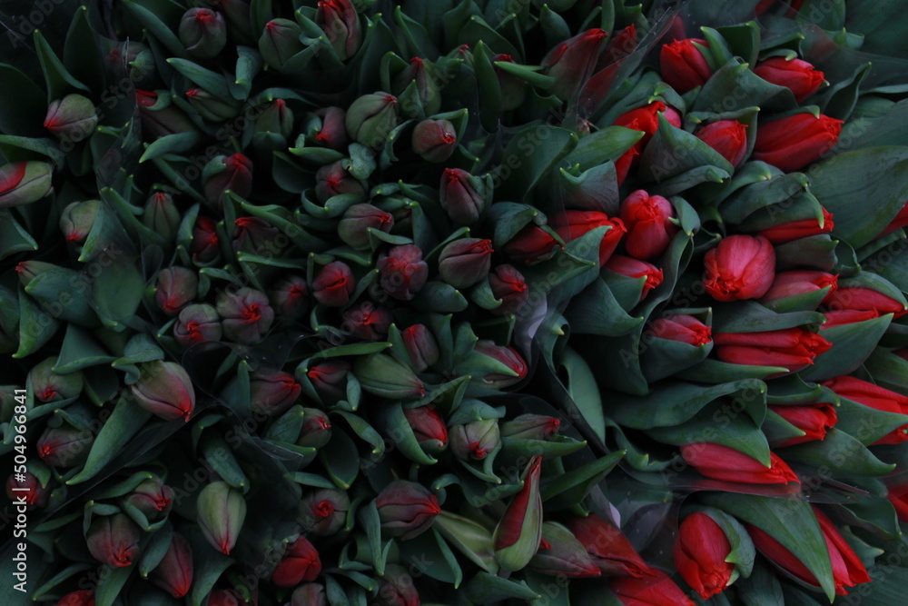 Naklejka premium Tulipany