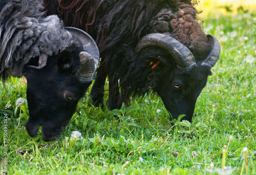 Grazing sheep on spring pasture. Furry domestic sheep feed on lush grass. Grazing sheep on spring pasture. Furry domestic sheep feed on lush grass.
