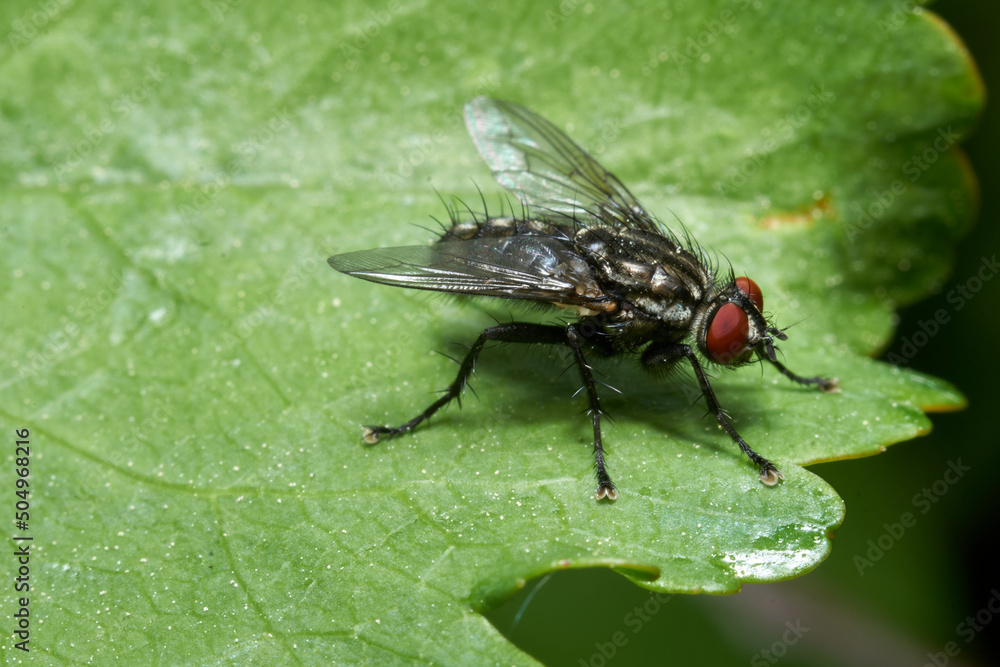 Housefly close up Macro shot. The housefly is a fly of the suborder Cyclorrhapha, and has spread all over the world as a commensal of humans. It is the most common fly species found in houses Housefly close up Macro shot. The housefly is a fly of the suborder Cyclorrhapha, and has spread all over the world as a commensal of humans. It is the most common fly species found in houses
