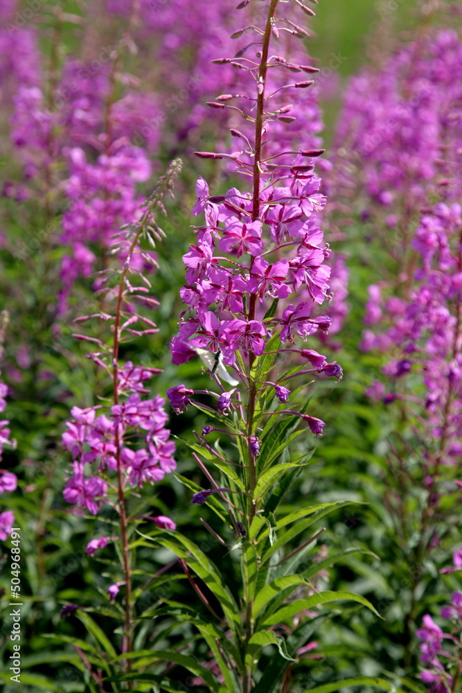 Obraz premium Blooming Willow herb flowers, Ivan chaj tea on blue sky. Willow herb meadow. Chamaenerion angustifolium flowers.Selective focus with shallow depth of field