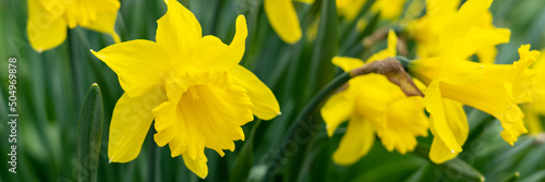 Photos Beautiful yellow blooming narcissus in the park on a flower bed closeup