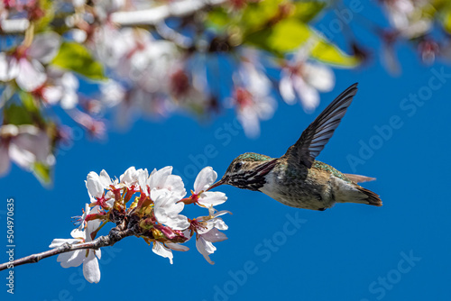 Calliope Hummingbird (Selasphorus calliope) Feeding on Cherry Flowers photo