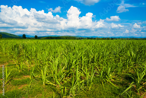 Sugar cane field in countryside of Thailand