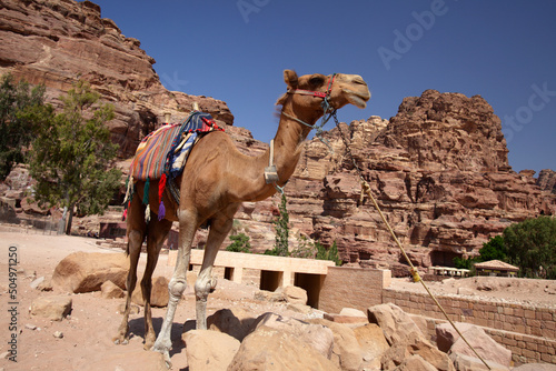 Camel in the ancient city of Petra, Jordan