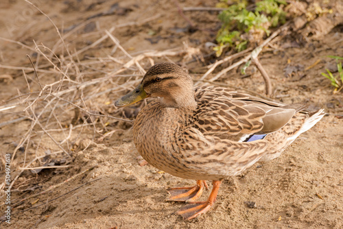 Wild common duck out of the water © Miguel Mar_Foto