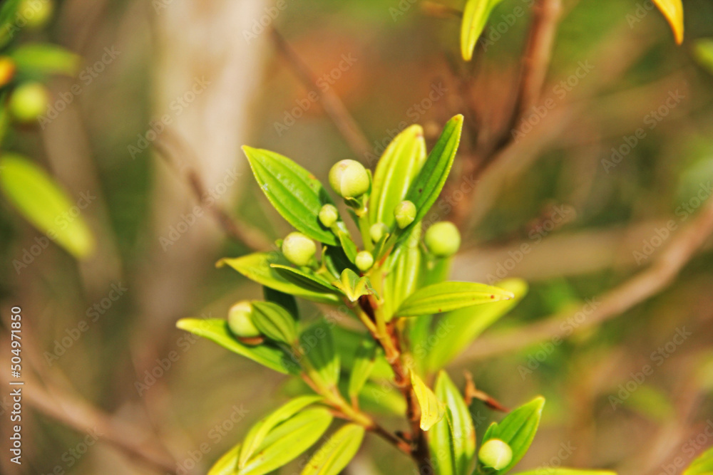 Obraz premium flowers on the tree