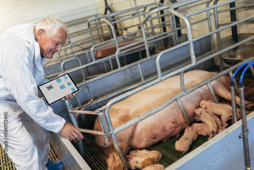 Senior veterinarian in sterile uniform is standing at the pig farm and holding the digital tablet.