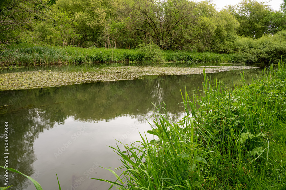 Obraz premium a scenic view of a clear water chalk stream river with vibrant summer foliage
