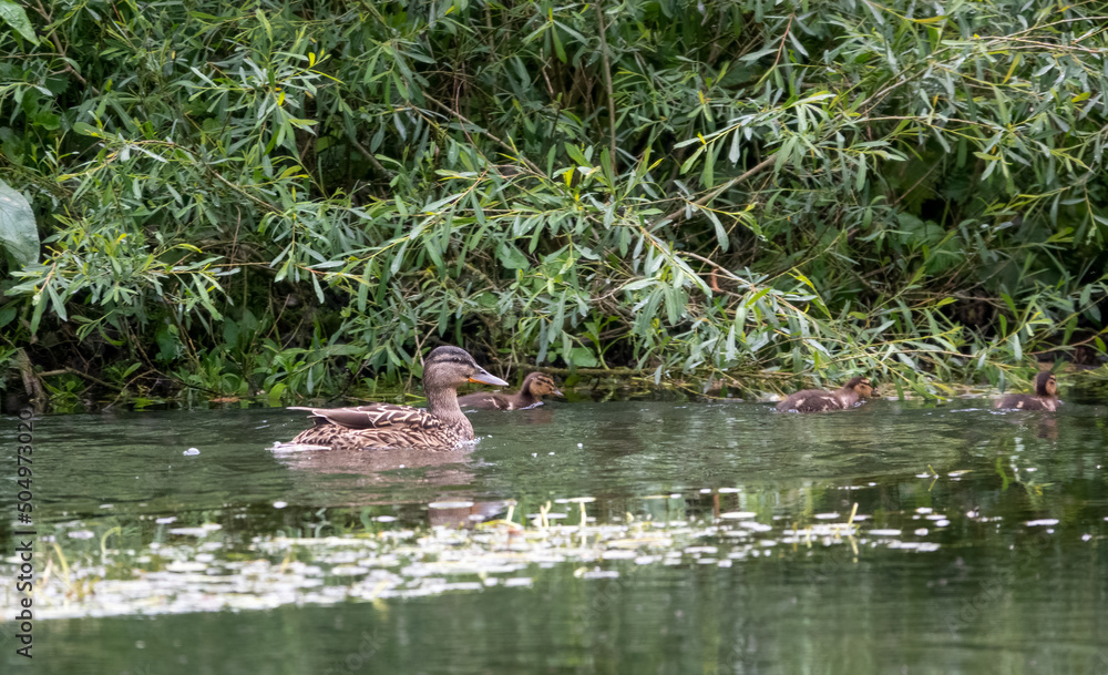 closeup of a female mother mallard duck escorting her small flock of ducklings along a chalkstream river closeup of a female mother mallard duck escorting her small flock of ducklings along a chalkstream river