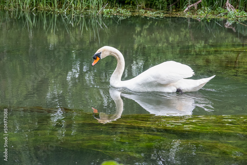 closeup of a beautiful white swan  Cygnus olor  gliding along a chalk stream river