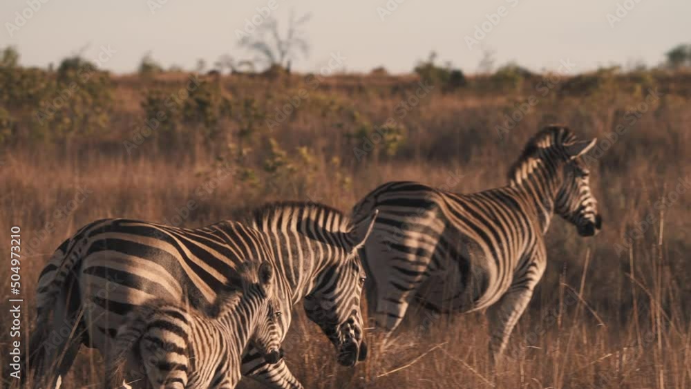 Zebra mare and foal joining stallion to watch savannah sunset together. Zebra mare and foal joining stallion to watch savannah sunset together.