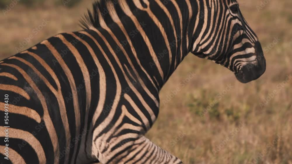 Plains zebra walking up grassy slope in african savannah, close up. Plains zebra walking up grassy slope in african savannah, close up.