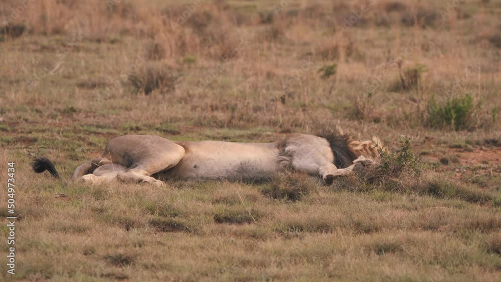 Lion lying on his side in african savannah grass, moving his tail Lion lying on his side in african savannah grass, moving his tail