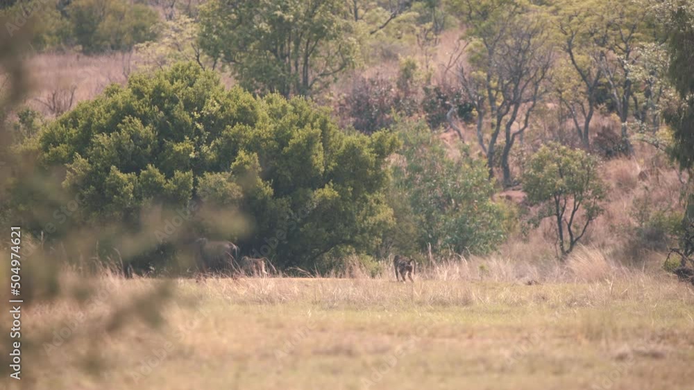 Cape baboon monkeys walking past common wildebeest in african savannah. Cape baboon monkeys walking past common wildebeest in african savannah.