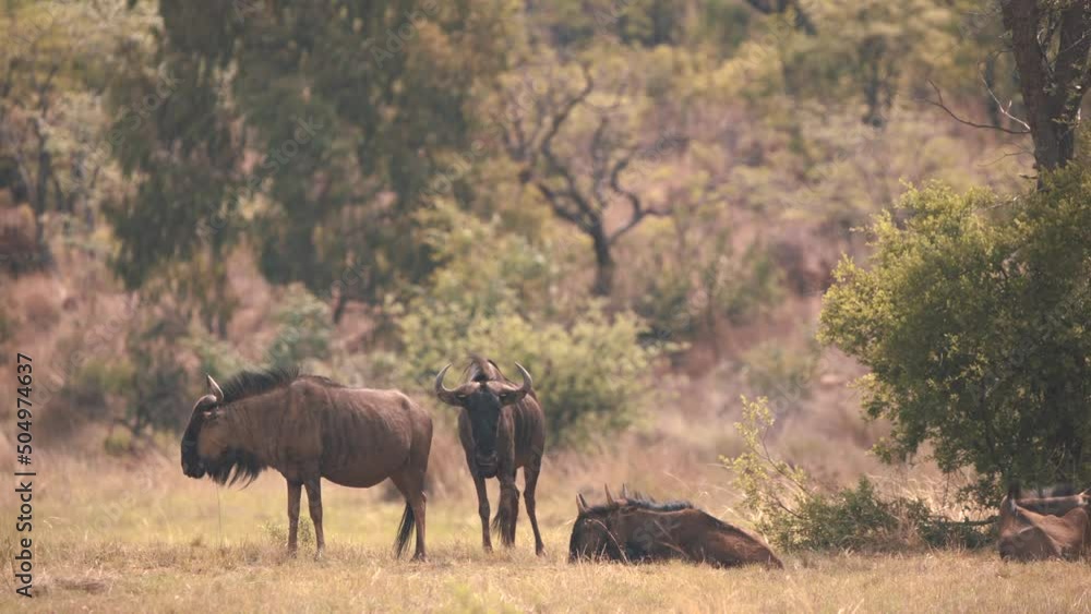 Common wildebeests resting in savannah bushland, baboons walk behind. Common wildebeests resting in savannah bushland, baboons walk behind.