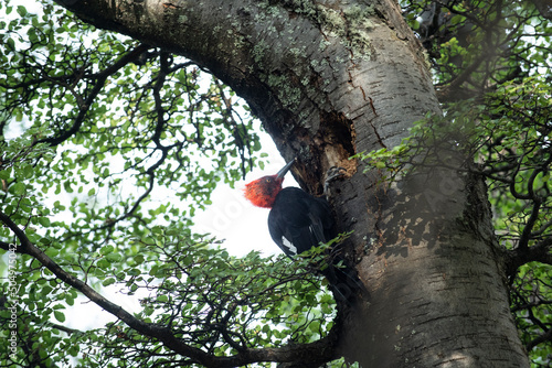 A Magellanic Woodpecker, with its brilliant red head, searches f photo