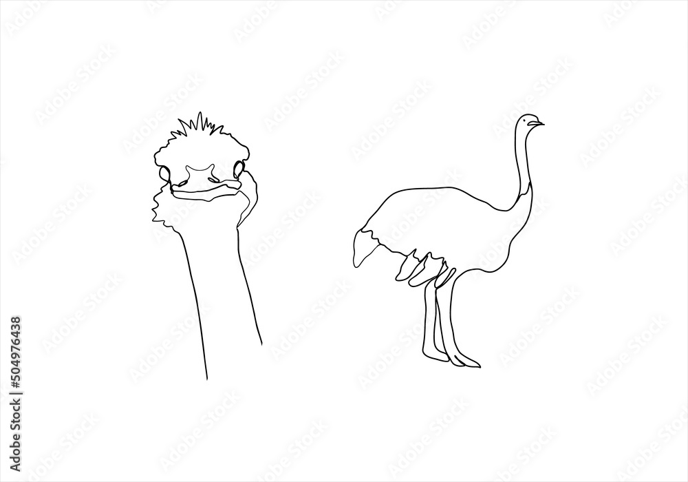 hand drawn illustration of a ostrich