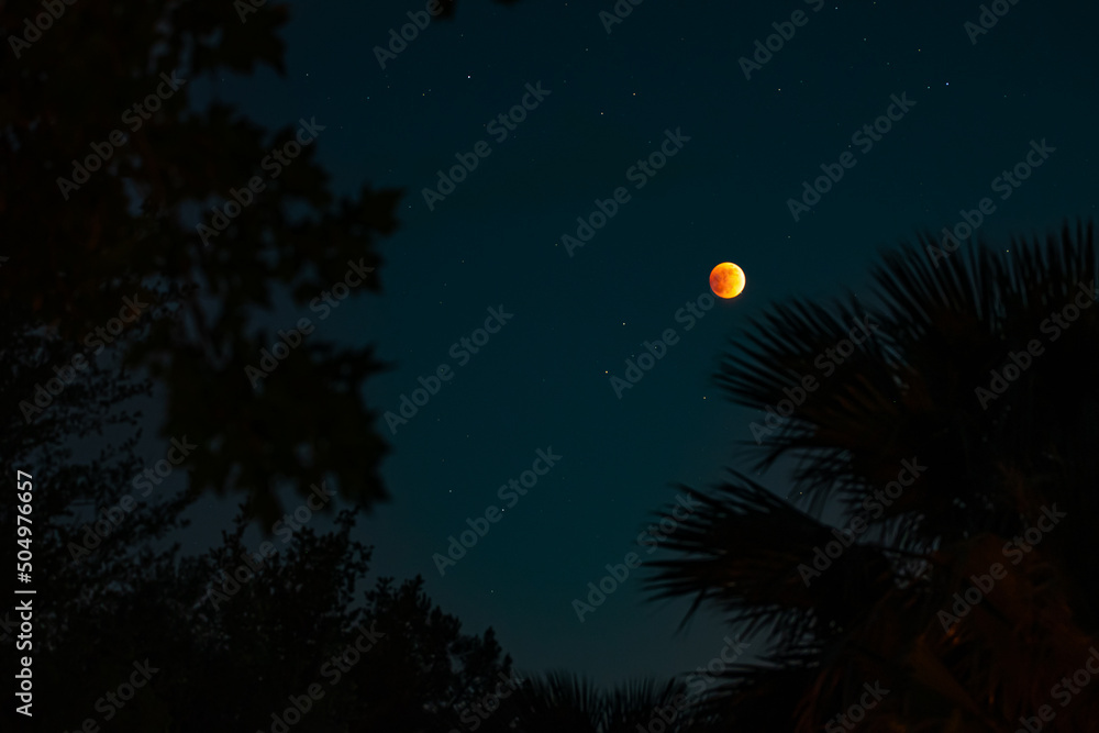 Fototapeta premium Lunar Eclipse - Blood Moon
