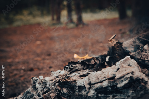 burning fire in the forest