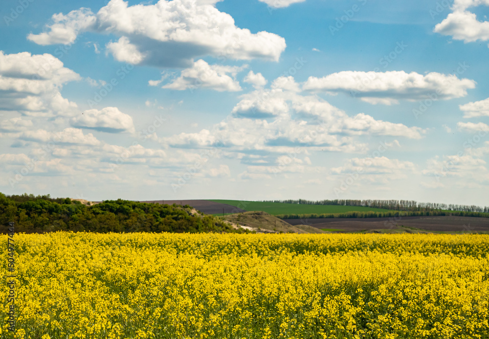 rapeseed field and sky rapeseed field and sky