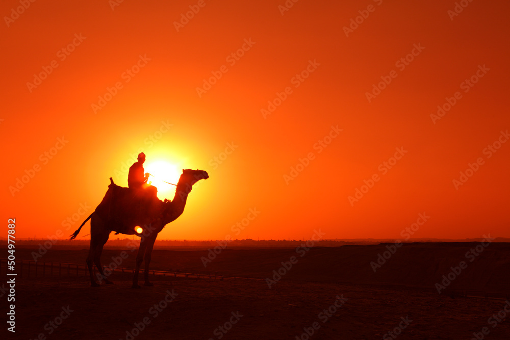 Camel in the desert at sunset, Egypt