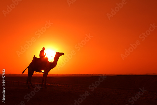 Camel in the desert at sunset, Egypt © Massimo Pizzotti