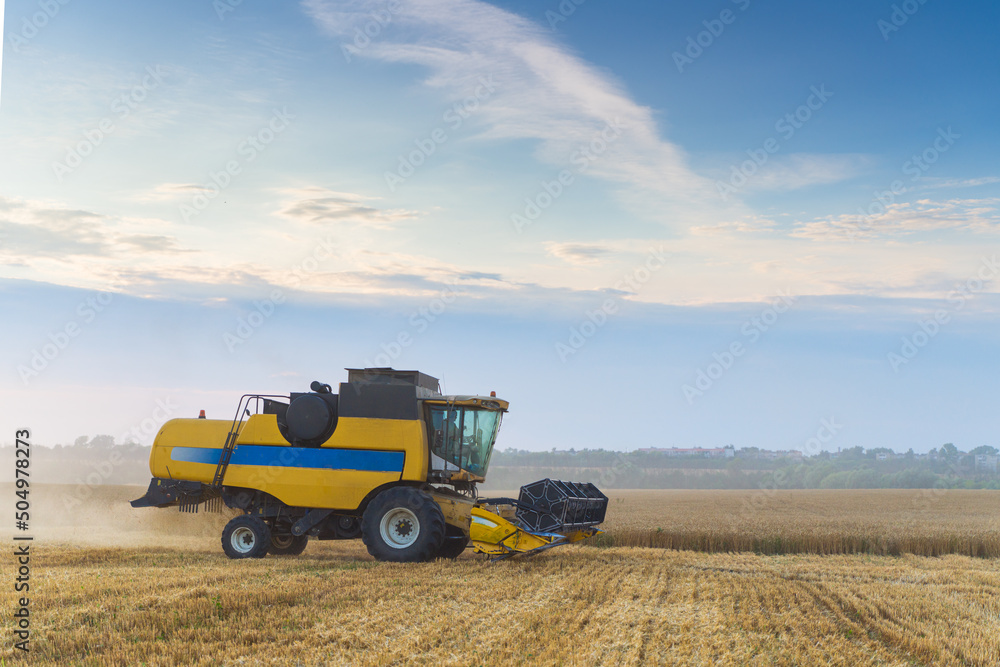 Fototapeta premium Combine harvester harvests ripe wheat. Ripe ears of gold field on the sunset cloudy orange sky background. . Concept of a rich harvest. Agriculture image