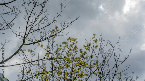 Young vibrant green leaves on stormy sky background. The first spring tender leaves  buds and branches.