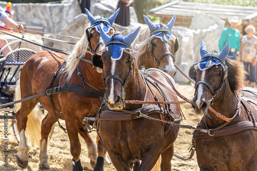 Close-up portrait of draft horses in action: Horse driving on a carriage in spring outdoors photo