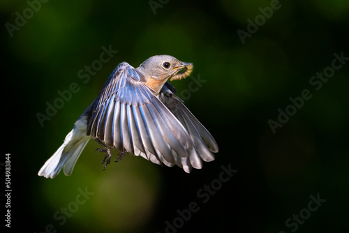 A female eastern bluebird in flight 