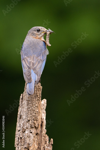 Eastern Bluebird with two Insects photo