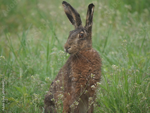 an adult hare close up