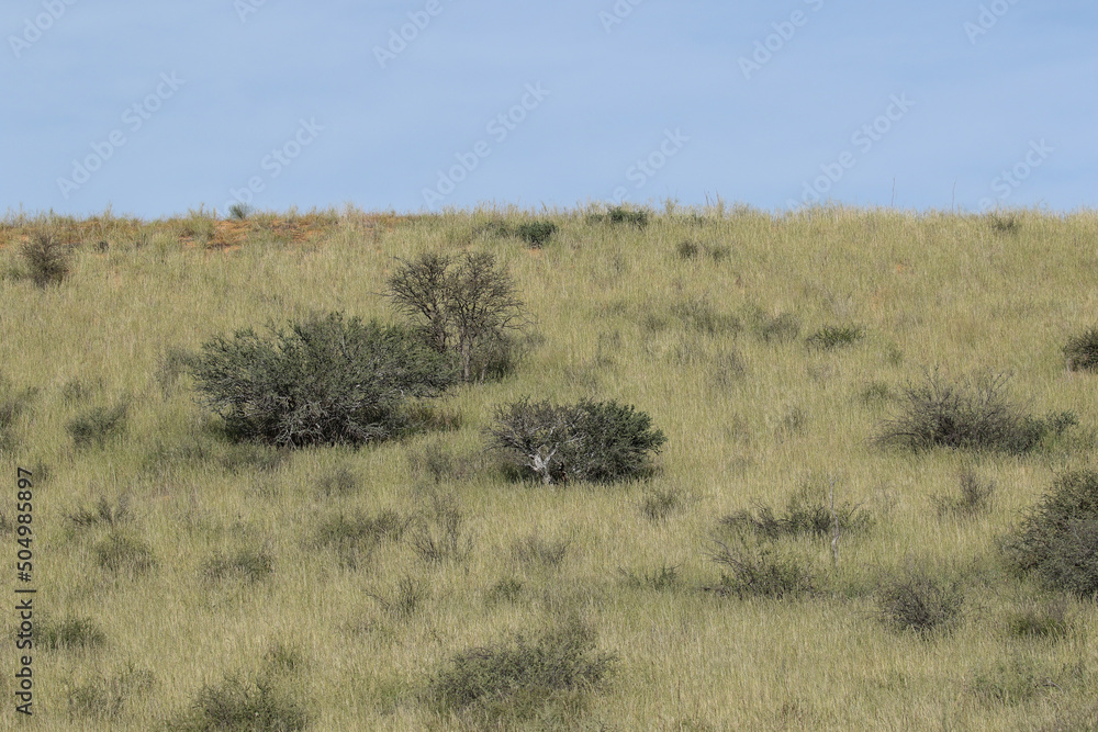 The 'green Kalahari' after all the rain, Kgalagadi Transfrontier Park, South Africa