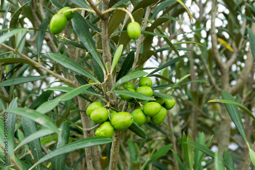 Cultivo de olivas