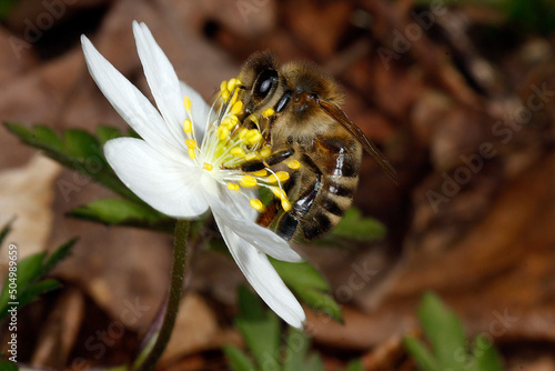 Honey bee (Apis mellifera) on the flower of the wood anemone. Thuringia, Germany, Europe photo