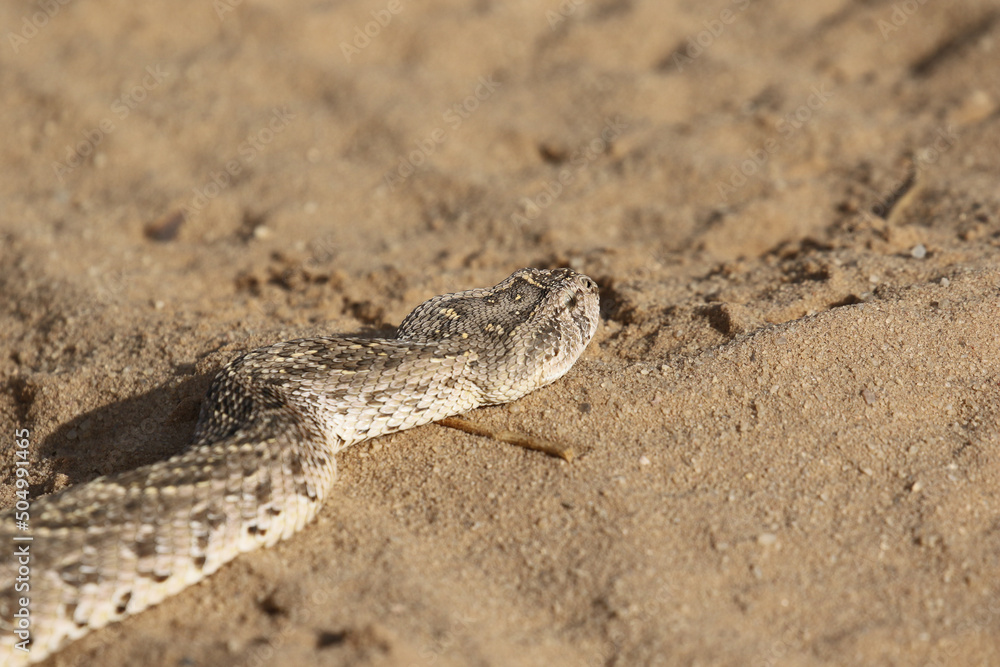 Puff Adder in the Kgalagadi Transfrontier Park, South Africa Puff Adder in the Kgalagadi Transfrontier Park, South Africa