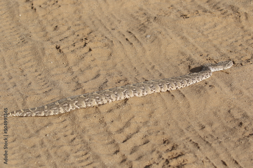 Puff Adder in the Kgalagadi Transfrontier Park, South Africa Puff Adder in the Kgalagadi Transfrontier Park, South Africa