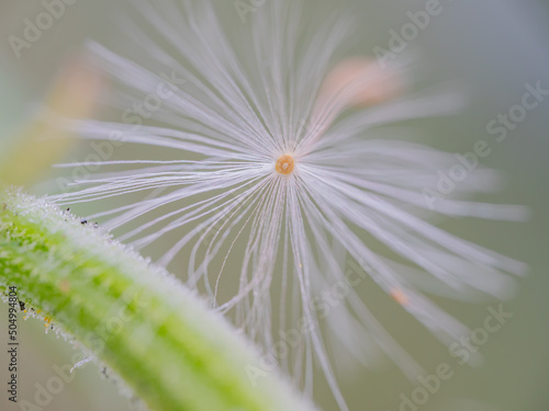 daisy with dew drops