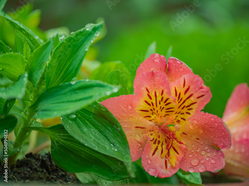 pink flower in the garden