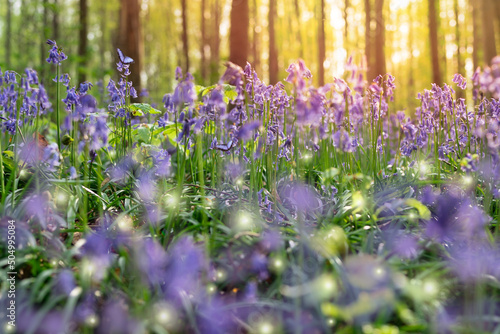 Fotografie Wild bluebells close up, blooming in a spring forest,  sunset