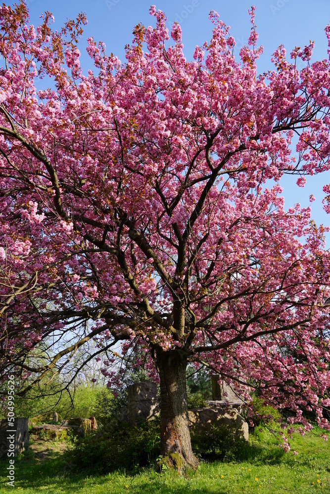 Pink flowering tree over nature background - Spring tree - Spring Background. Closeup view o flower cherry blossoms, prunus serrulata Pink flowering tree over nature background - Spring tree - Spring Background. Closeup view o flower cherry blossoms, prunus serrulata