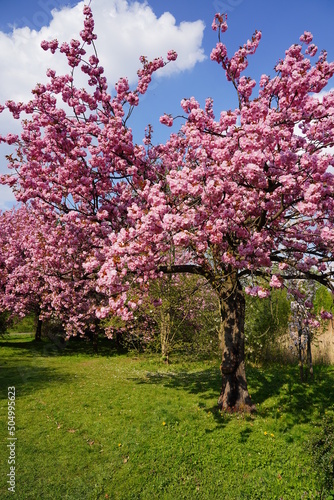 Pink flowering tree over nature background - Spring tree - Spring Background. Closeup view o flower cherry blossoms, prunus serrulata