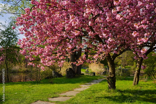 Pink flowering tree over nature background - Spring tree -  Spring Background. Closeup view o flower cherry blossoms, prunus serrulata photo