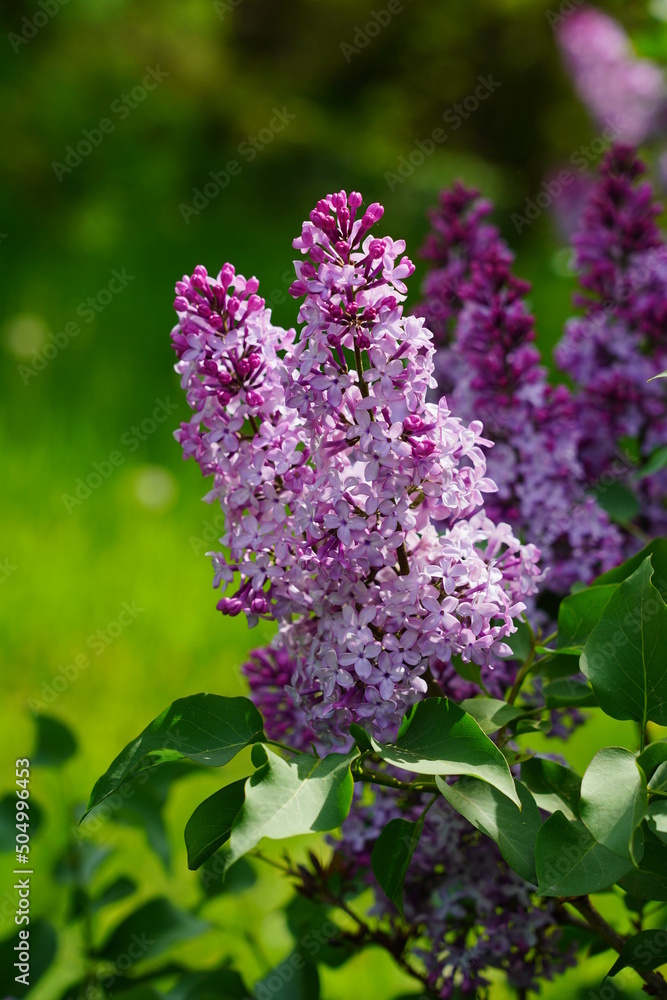 Blooming lilac flower - beautiful fragrant lilac - soft focus