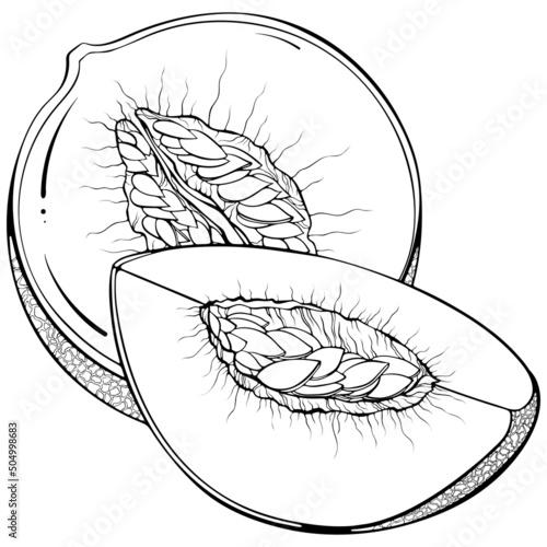 Quarter and half melon. Vector illustrations in hand drawn sketch doodle style. Line art botanical food isolated on white. Close up slice melon fruit. Element for coloring book, design, print.