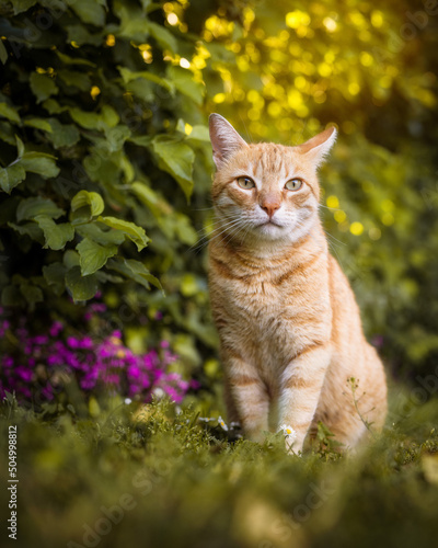 gatto rosso