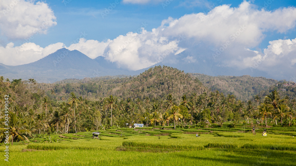 Beautiful sight of Balinese bright green rice growing on tropical field terraces under clouds in blue sky. Scenic Asian backgrounds and landscapes, nature of Bali island.